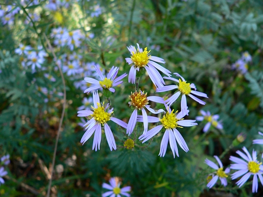 {Ionactis linariifolia}